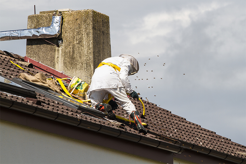 Bee Pest Control in Bolton Greater Manchester